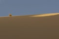 Bush on sand dune Royalty Free Stock Photo