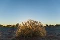 The bush on sandy beach Royalty Free Stock Photo