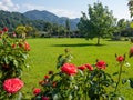 Bush of scarlet roses. Quiet romantic place. Park area. Place to rest Royalty Free Stock Photo