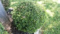 Bush shaped round gardening prunning