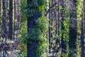 The bush shows signs of regrowth, regeneration and recovery