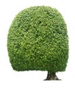 Bush or shrub isolated on white background Royalty Free Stock Photo
