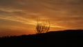 Bush silhouette in a intense orange sunset sky