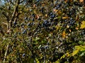 Bush of sloe near Gerolstein, Germany in autumn