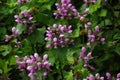 Small purple flowers in a garden