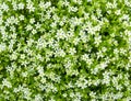 A bush of small white flowers Royalty Free Stock Photo