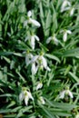 A bush of small white spring flowers, close-up. Snowdrops. Blurred background Royalty Free Stock Photo