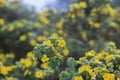 A bush of small yellow flowers on branches with small green leaves Royalty Free Stock Photo
