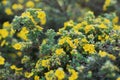 A bush of small yellow flowers on branches with small green leaves. Prickly shrub with small yellow flowers.