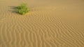 A bush at smooth surface of the sand with waves in the desert Royalty Free Stock Photo