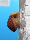 bush snail sleeping on the wall Royalty Free Stock Photo