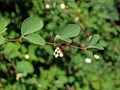 Bush of snow berries, Indian currant