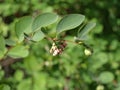 Bush of snow berries, Indian currant