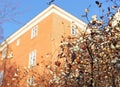 The bush with snowberries in the winter