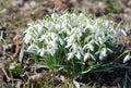 Bush snowdrops