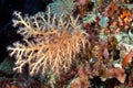Bush of soft coral from the family Alcyonacea
