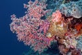 Bush of soft coral from the family Alcyonacea. Underwater photography. Philippines