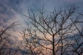 Bush spines against the sky