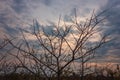 Bush spines against the sky