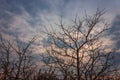 Bush spines against the sky