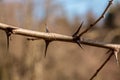 Bush of spines in the middle of the forest