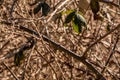 Bush of spines in the middle of the forest