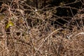 Bush of spines in the middle of the forest