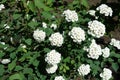 Bush of spiraea vanhouttei with flowers