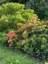 In spring gardenbush of spring blooming orange rhododendrons