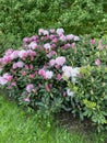 Bush of spring blooming pink rhododendrons in spring garden