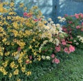 Bush of spring blooming pink white yellow orange rhododendrons on blurred turquoise background