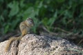 Bush Squirrel (Paraxerus cepapi)