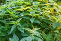 Bush of stinging nettle in the morning sunlight