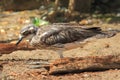 Bush stone-curlew Royalty Free Stock Photo