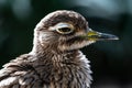 Bush Thick-Knee Royalty Free Stock Photo