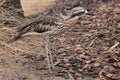 Bush Stone Curlew Royalty Free Stock Photo