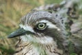 Bush stone-curlew Royalty Free Stock Photo