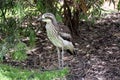 Bush Stone Curlew Grallerius Burhinus species Royalty Free Stock Photo