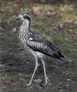Bush stone-curlew 1 Royalty Free Stock Photo