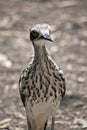 This is a close up of a bush stone curlew Royalty Free Stock Photo