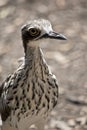 This is a close up of a bush stone curlew Royalty Free Stock Photo