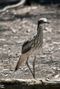 The bush stone curlew stands still when danger is near Royalty Free Stock Photo