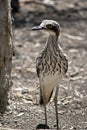 The bush stone curlew stands still when danger is near Royalty Free Stock Photo
