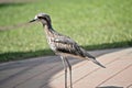 This is a side view of a bush stone curlew Royalty Free Stock Photo