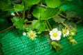 Bush of strawberries in Northern part of Thailand.