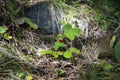 Bush strawberry in the forest, Elbrus region