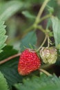 Bush of strawberry