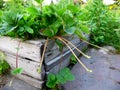 Bush Strawberry Plant With Runners For Propagation In Garden