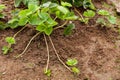 Bush Strawberry Plant With Runners Stolens For Propagation