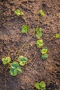 Bush Of Strawberry With Sprouts For Propagation  Top View Royalty Free Stock Photo